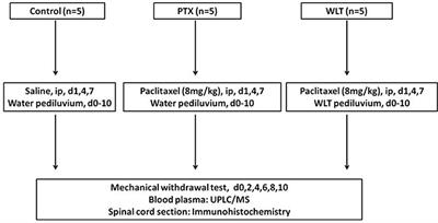 Frontiers | Wen-Luo-Tong Decoction Attenuates Paclitaxel-Induced